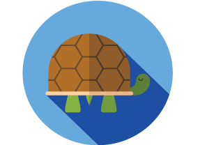 turtle